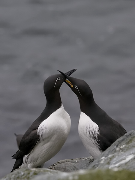 Etelänkiisla, Common Murre, Uria aalge