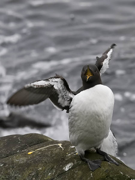 Etelänkiisla, Common Murre, Uria aalge