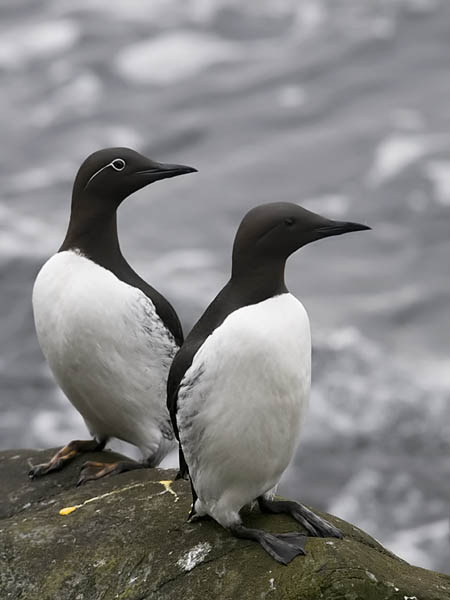 Etelänkiisla, Common Murre, Uria aalge