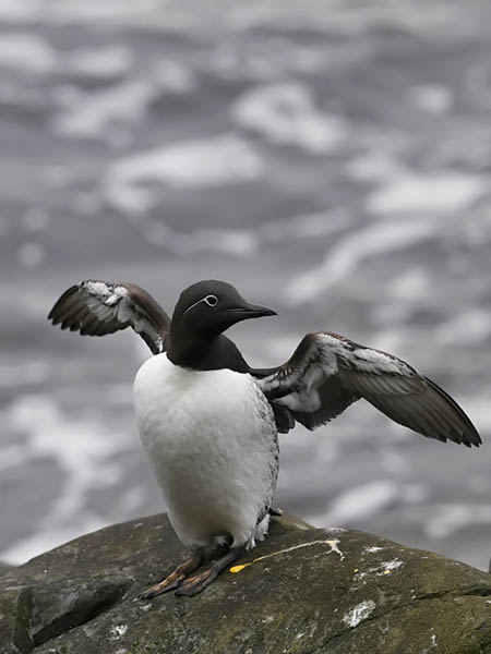 Etelänkiisla, Common Murre, Uria aalge