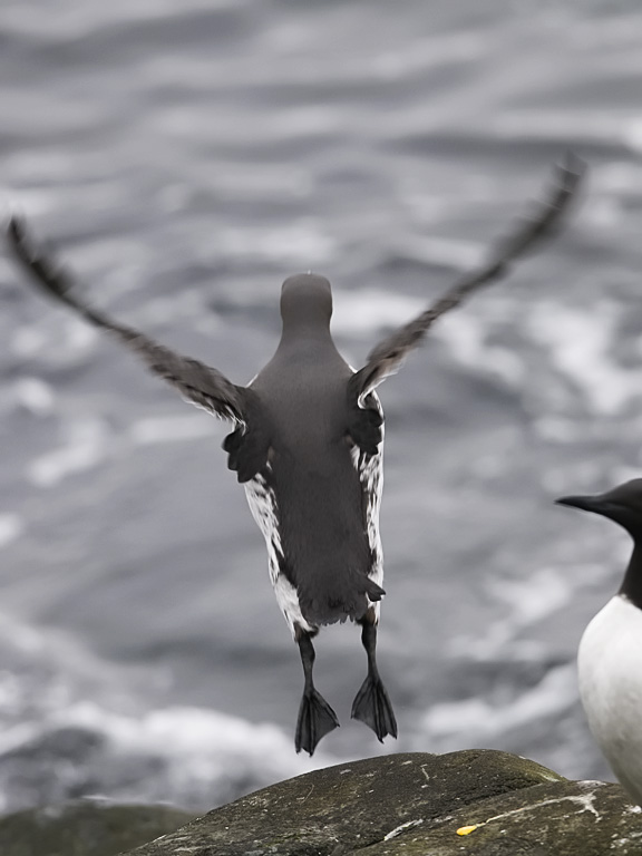 Etelänkiisla, Common Murre, Uria aalge
