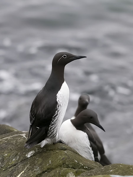 Etelänkiisla, Common Murre, Uria aalge