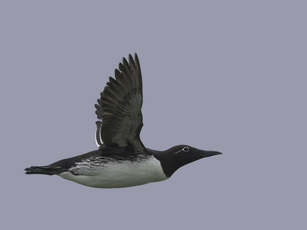 Etelänkiisla, Common Murre, Uria aalge