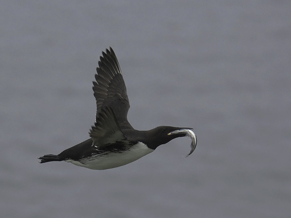 Etelänkiisla, Common Murre, Uria aalge