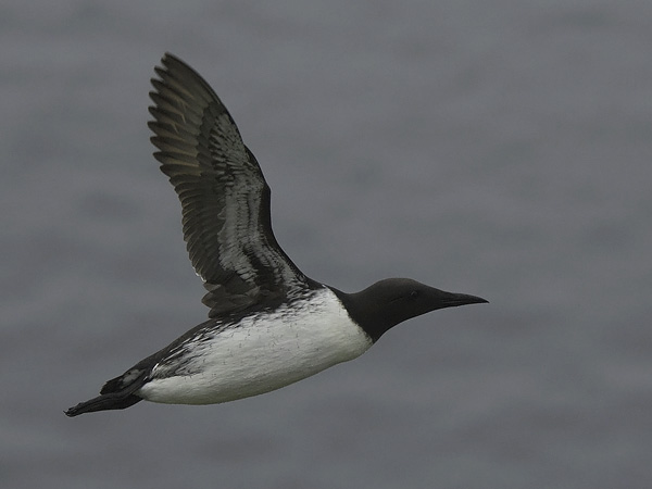 Etelänkiisla, Common Murre, Uria aalge