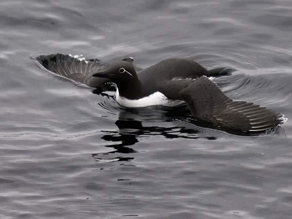 Etelänkiisla, Common Murre, Uria aalge