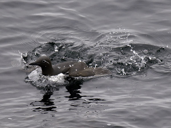 Etelänkiisla, Common Murre, Uria aalge