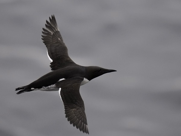 Etelänkiisla, Common Murre, Uria aalge