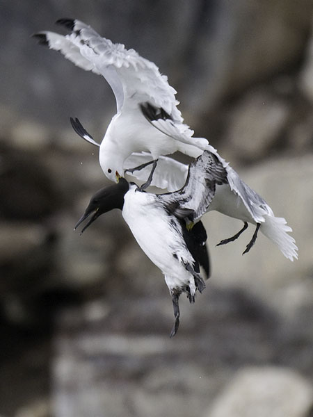 Etelänkiisla, Common Murre, Uria aalge
