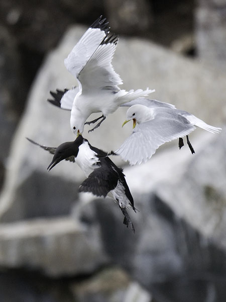 Etelänkiisla, Common Murre, Uria aalge