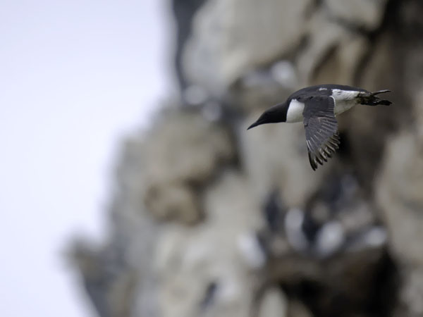 Etelänkiisla, Common Murre, Uria aalge
