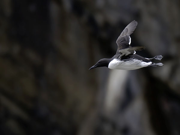 Etelänkiisla, Common Murre, Uria aalge