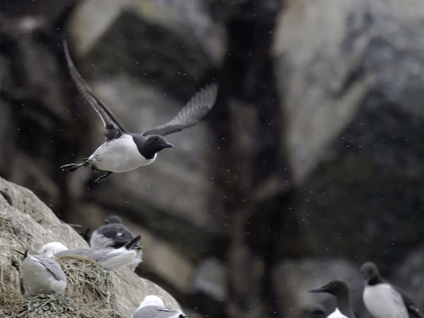 Etelänkiisla, Common Murre, Uria aalge