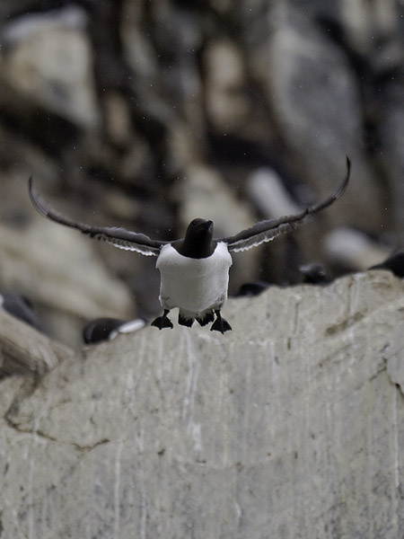 Etelänkiisla, Common Murre, Uria aalge