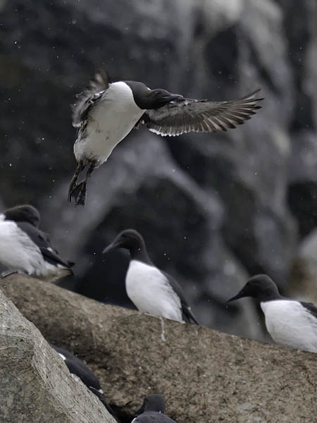 Etelänkiisla, Common Murre, Uria aalge