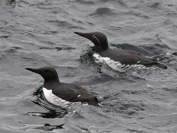 Etelänkiisla, Common Murre, Uria aalge
