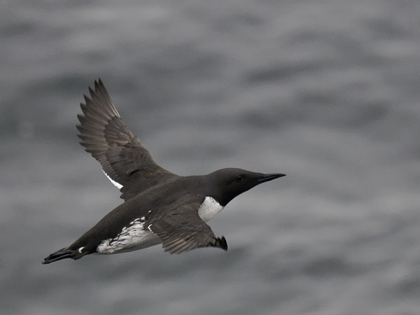 Etelänkiisla, Common Murre, Uria aalge