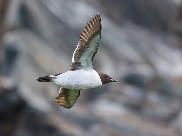 Pohjankiisla, Thick-billed Murre, Uria lomvia