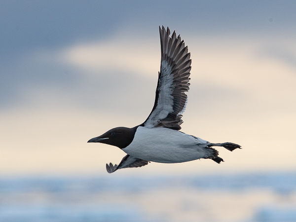 Pohjankiisla, Thick-billed Murre, Uria lomvia