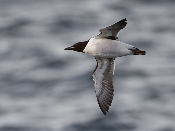 Pohjankiisla, Thick-billed Murre, Uria lomvia