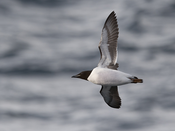 Pohjankiisla, Thick-billed Murre, Uria lomvia