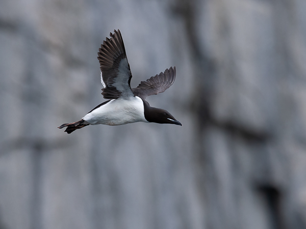Pohjankiisla, Thick-billed Murre, Uria lomvia