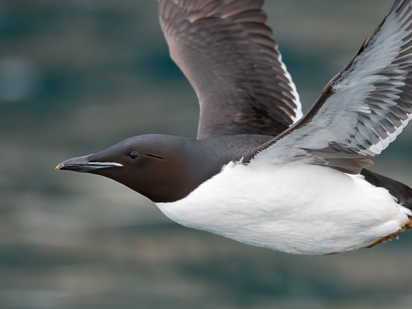 Pohjankiisla, Thick-billed Murre, Uria lomvia