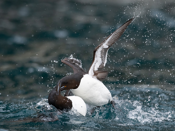 Pohjankiisla, Thick-billed Murre, Uria lomvia