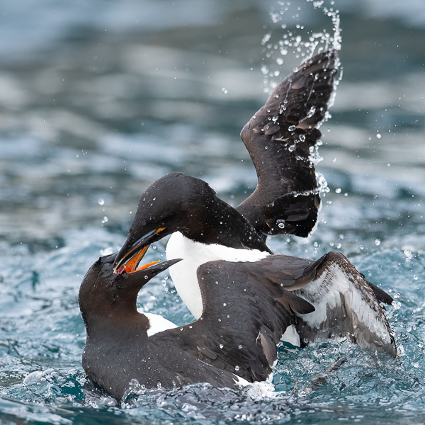 Pohjankiisla, Thick-billed Murre, Uria lomvia