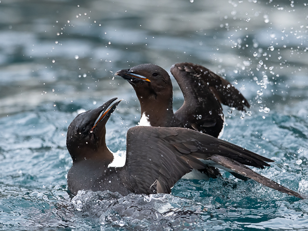 Pohjankiisla, Thick-billed Murre, Uria lomvia