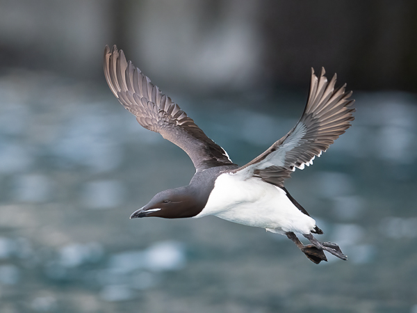 Pohjankiisla, Thick-billed Murre, Uria lomvia