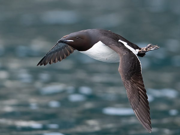 Pohjankiisla, Thick-billed Murre, Uria lomvia