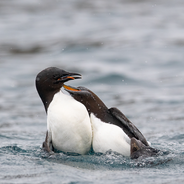 Pohjankiisla, Thick-billed Murre, Uria lomvia