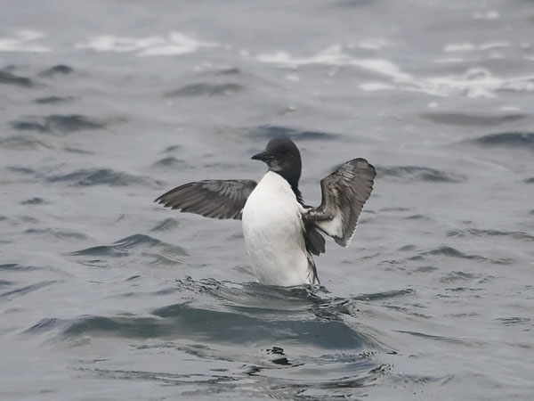 Pohjankiisla, Thick-billed Murre, Uria lomvia