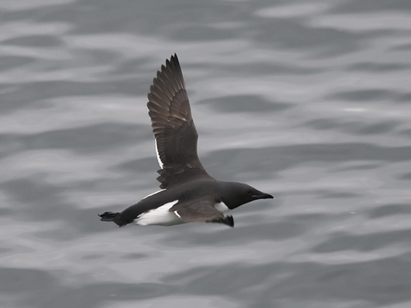 Pohjankiisla, Thick-billed Murre, Uria lomvia