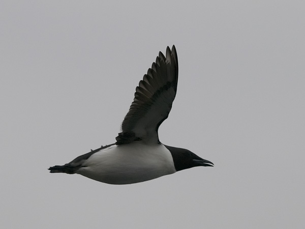 Pohjankiisla, Thick-billed Murre, Uria lomvia