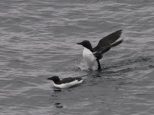 Pohjankiisla, Thick-billed Murre, Uria lomvia