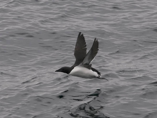Pohjankiisla, Thick-billed Murre, Uria lomvia