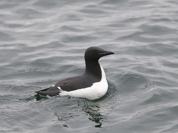 Pohjankiisla, Thick-billed Murre, Uria lomvia