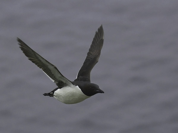 Pohjankiisla, Thick-billed Murre, Uria lomvia