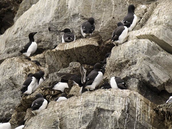 Pohjankiisla, Thick-billed Murre, Uria lomvia