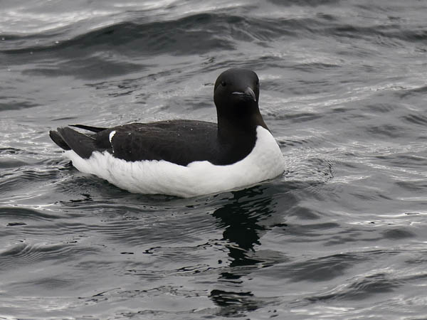Pohjankiisla, Thick-billed Murre, Uria lomvia