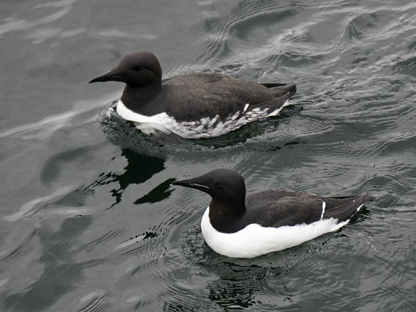 Pohjankiisla, Thick-billed Murre, Uria lomvia
