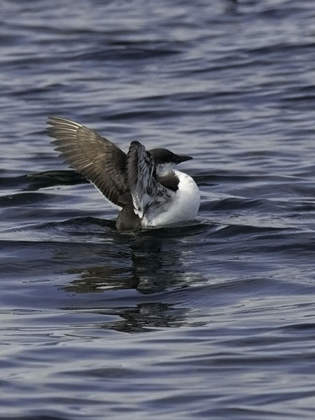 Pohjankiisla, Thick-billed Murre, Uria lomvia