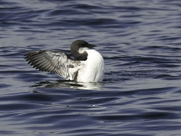 Pohjankiisla, Thick-billed Murre, Uria lomvia
