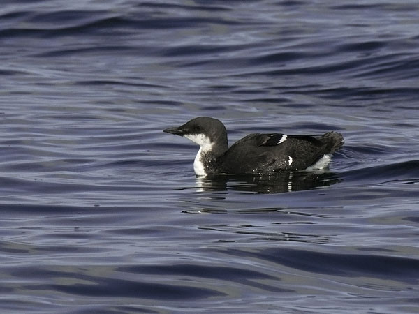 Pohjankiisla, Thick-billed Murre, Uria lomvia