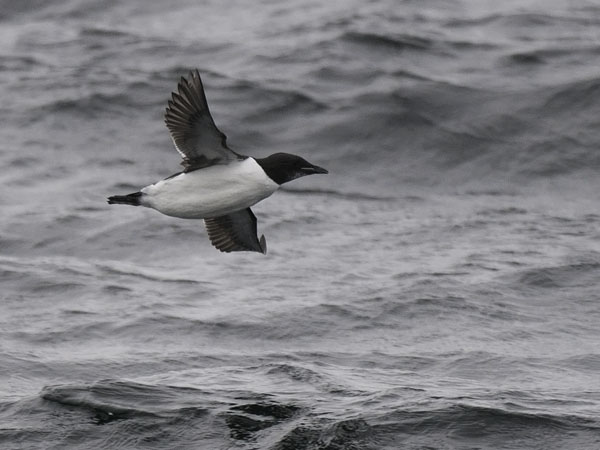 Pohjankiisla, Thick-billed Murre, Uria lomvia