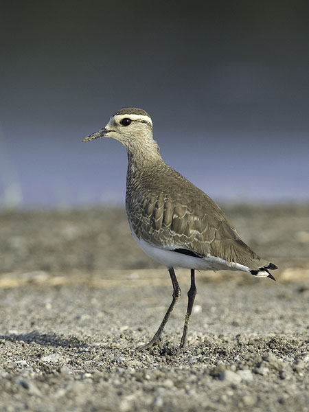 Arohyyppä, Sociable Lapwing, Vanellus gregarius