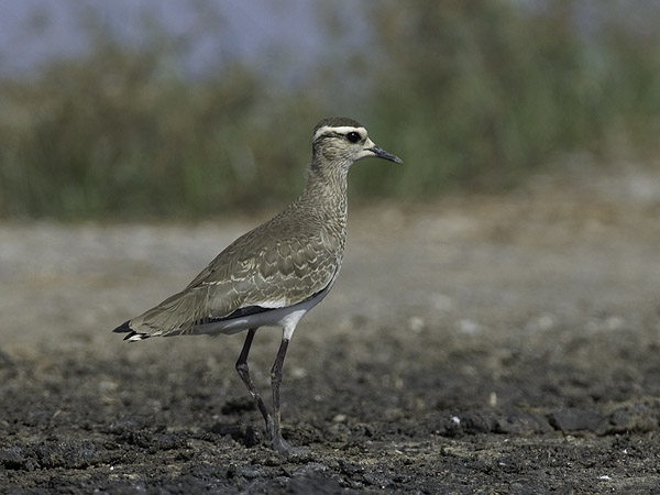 Arohyyppä, Sociable Lapwing, Vanellus gregarius