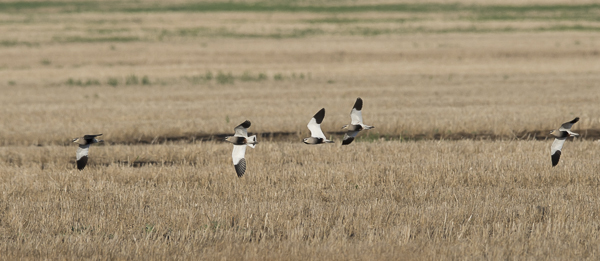 Arohyyppä, Sociable Lapwing, Vanellus gregarius